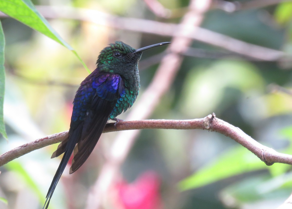 Long-tailed Woodnymph - ML642836050