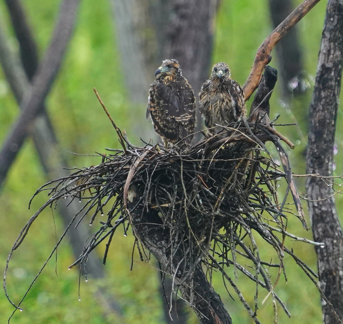 Snail Kite - ML642836052