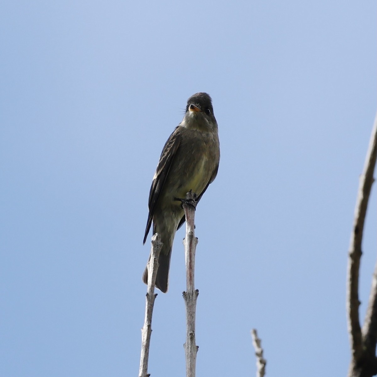 Western Wood-Pewee - ML642836053