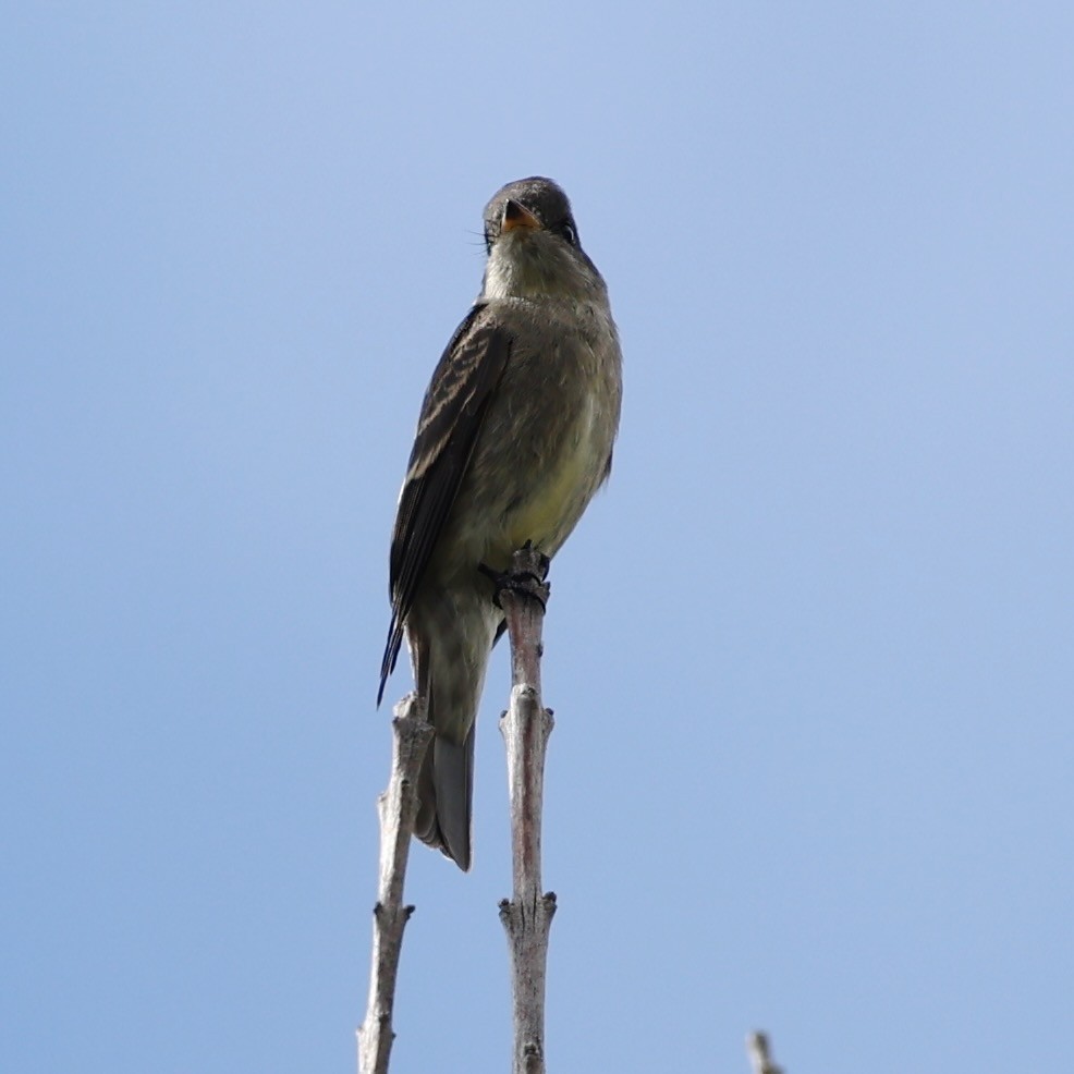 Western Wood-Pewee - ML642836055