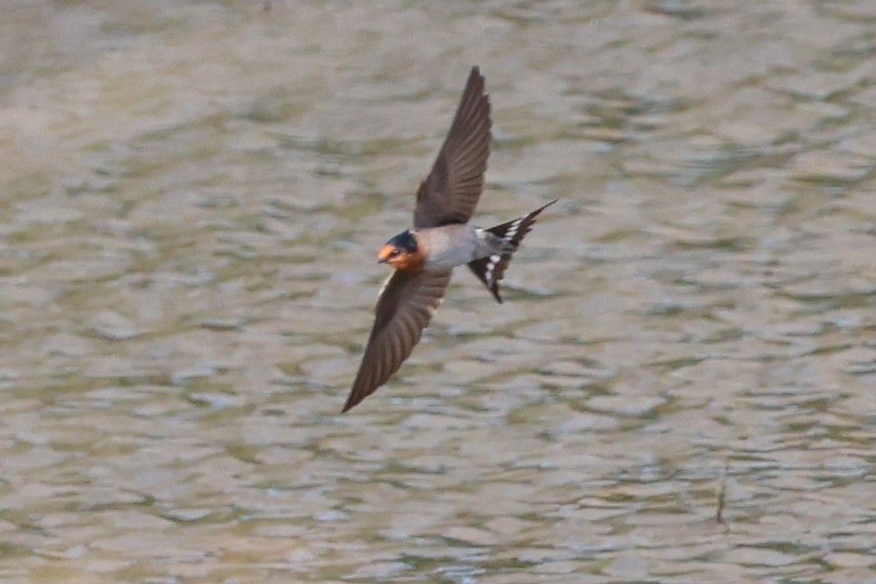 Welcome Swallow - ML642836056
