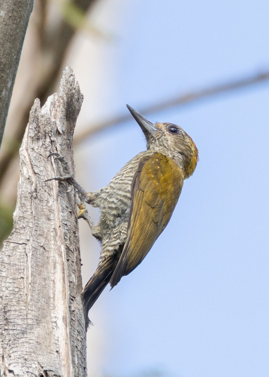 Yellow-eared Woodpecker - ML642836057