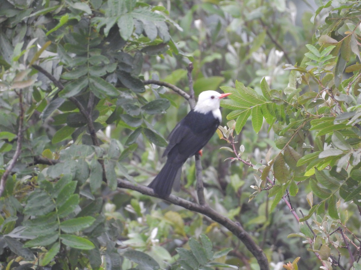 Black Bulbul - ML642836058