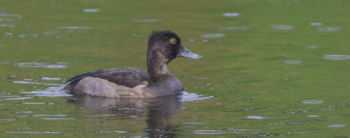 Ring-necked Duck - ML642836059