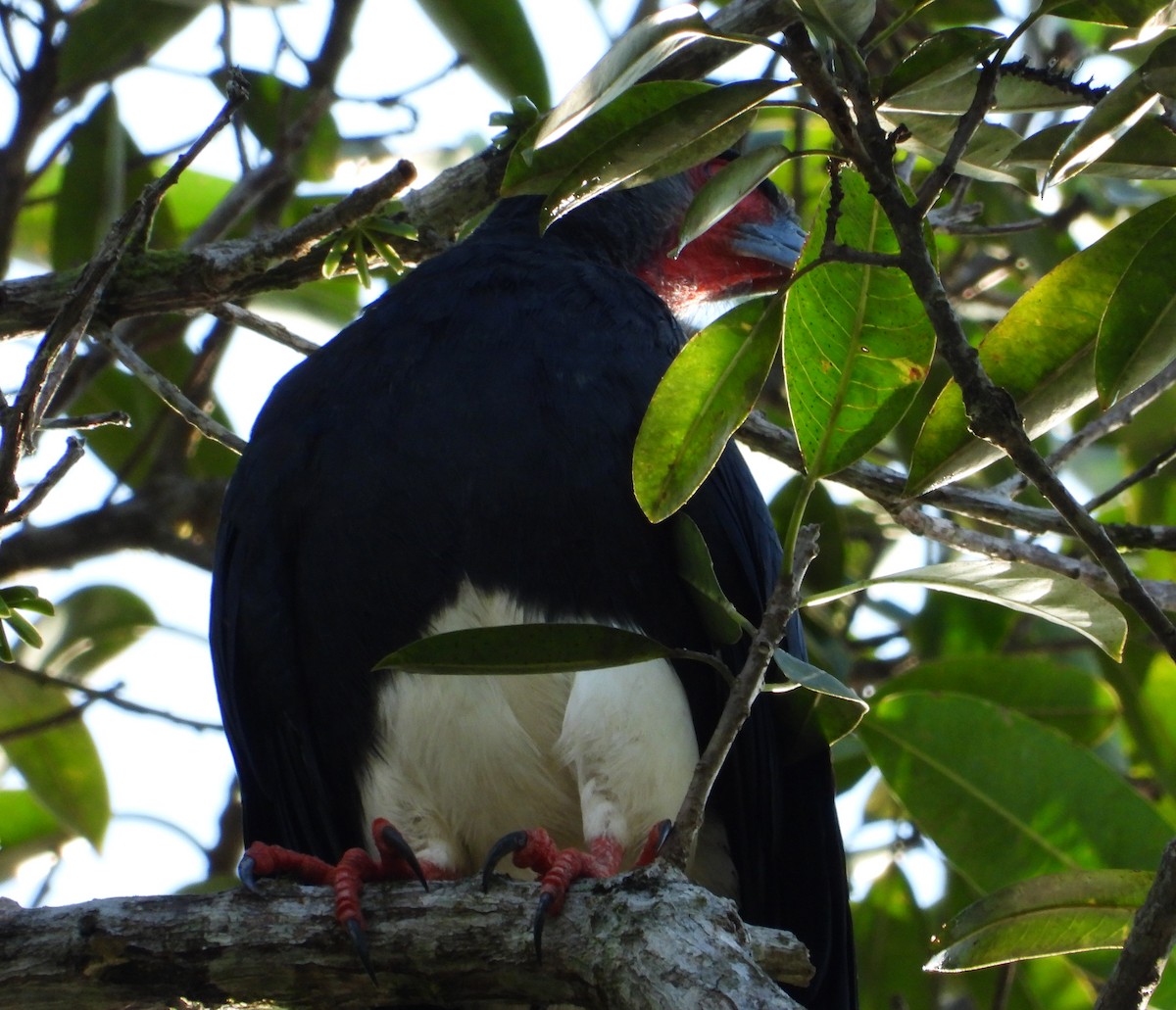 Red-throated Caracara - ML642836060