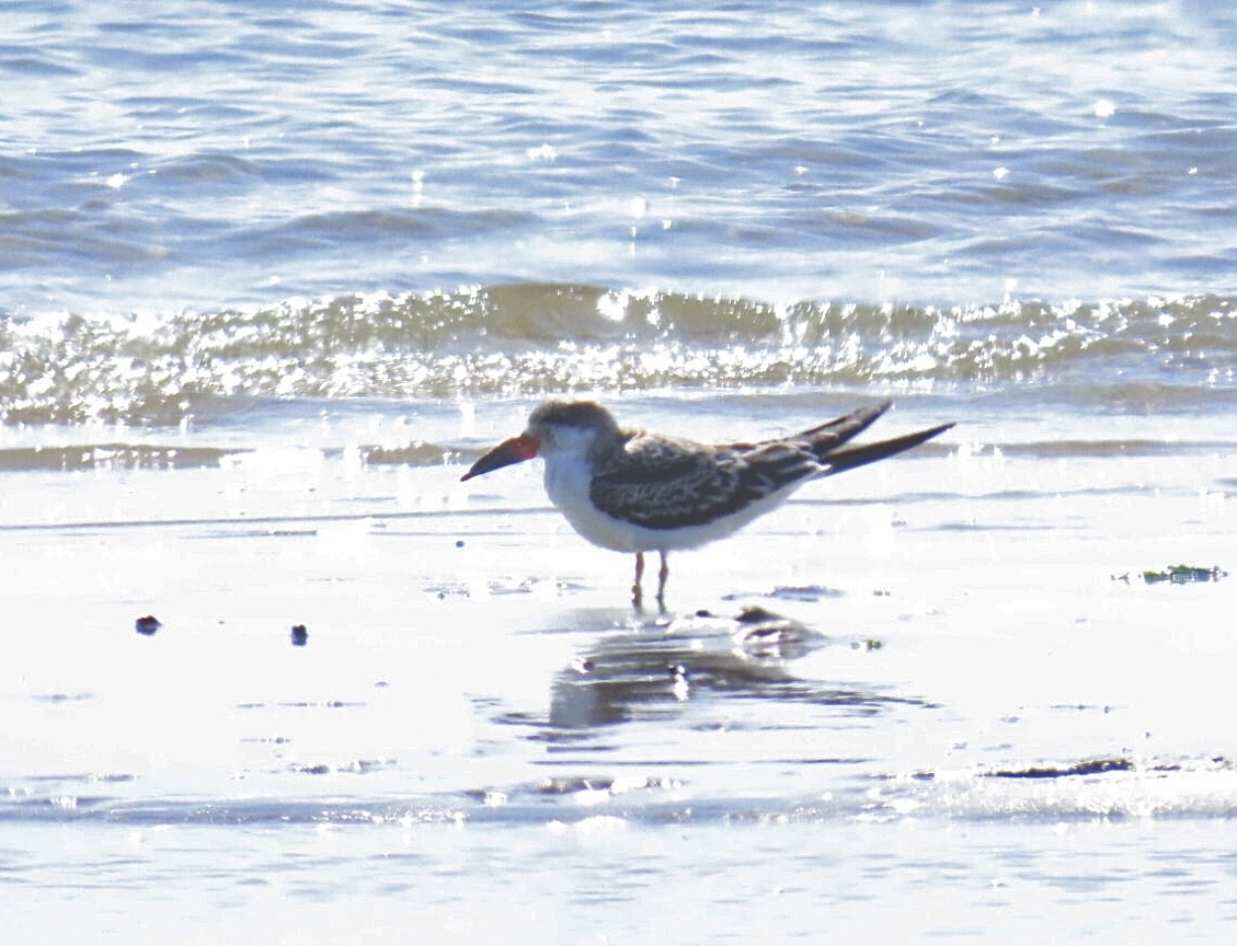 Black Skimmer - ML642836061