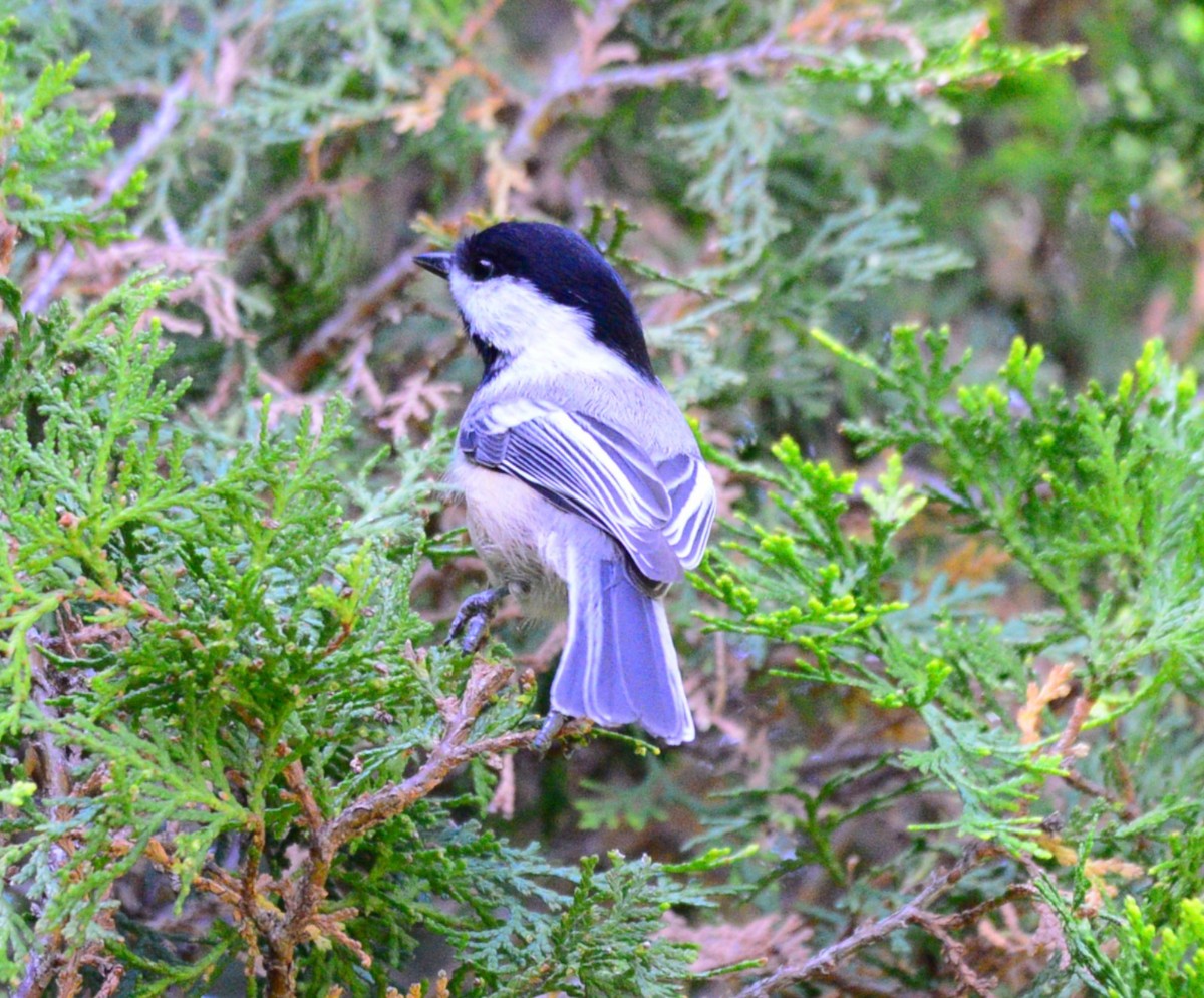 Mésange à tête noire - ML642836063