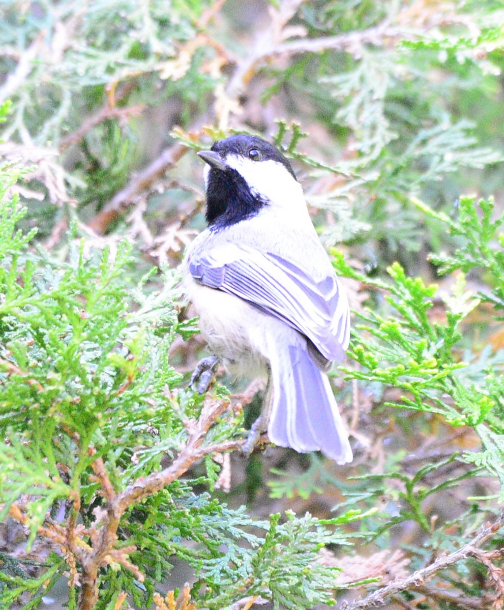 Black-capped Chickadee - ML642836064