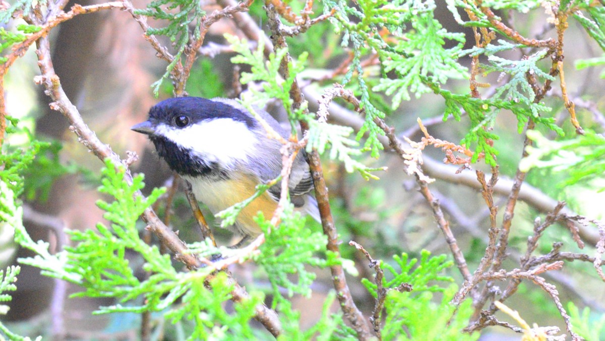 Black-capped Chickadee - ML642836065