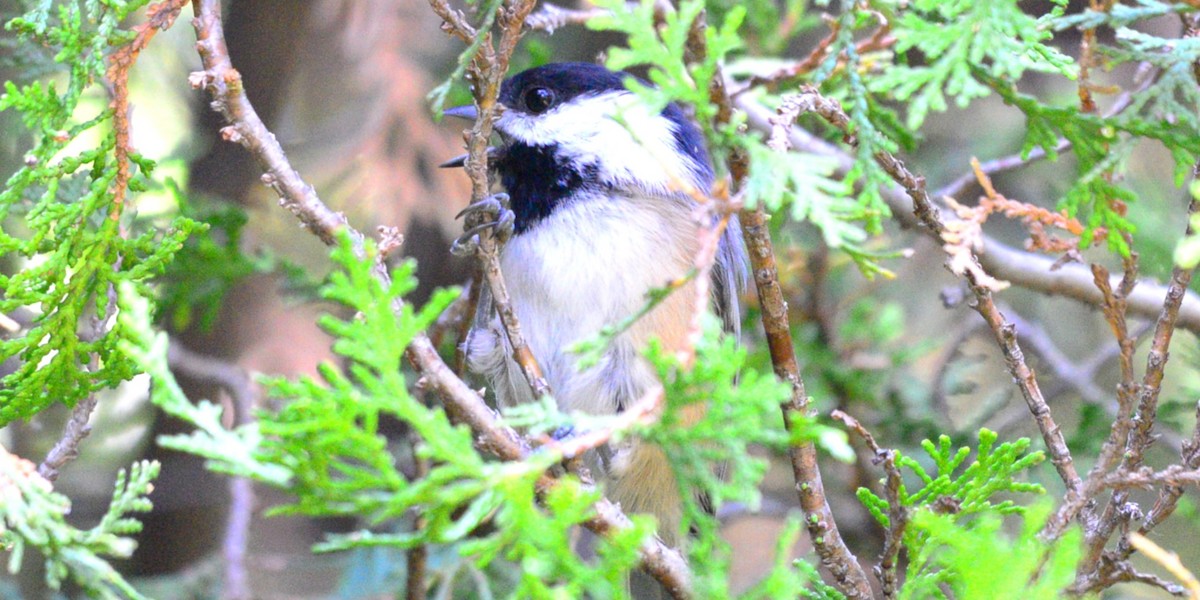 Black-capped Chickadee - ML642836066