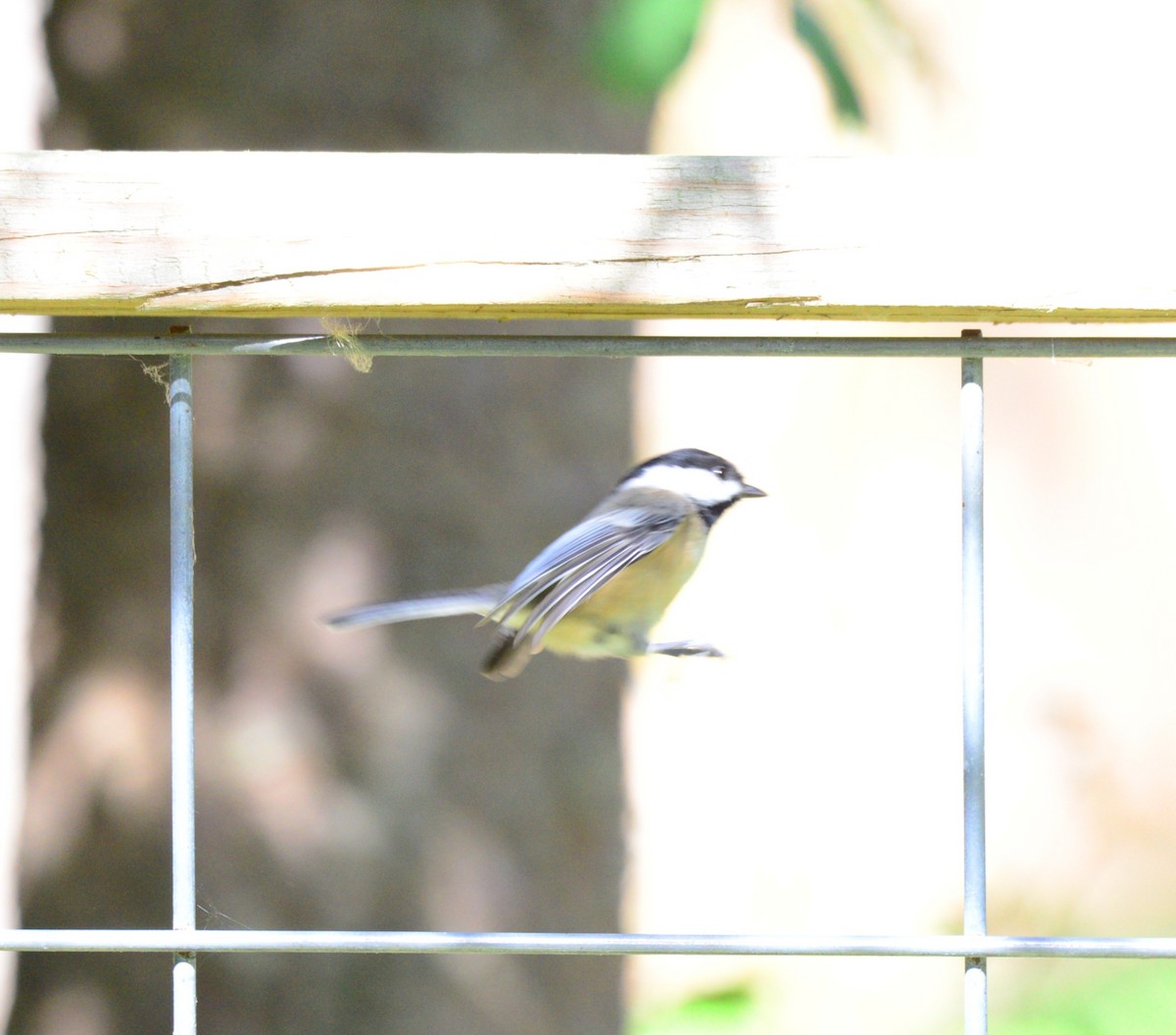Black-capped Chickadee - ML642836068