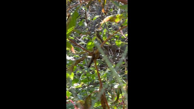 Empidonax sp. - ML642836071