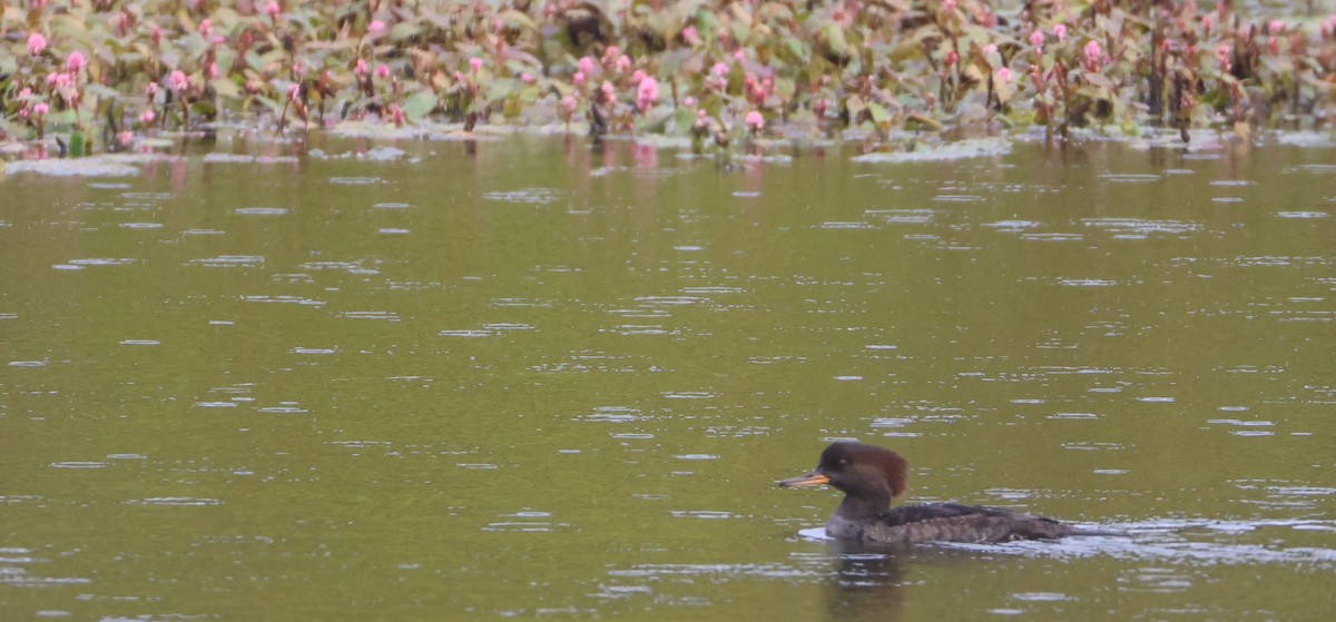 Hooded Merganser - ML642836074