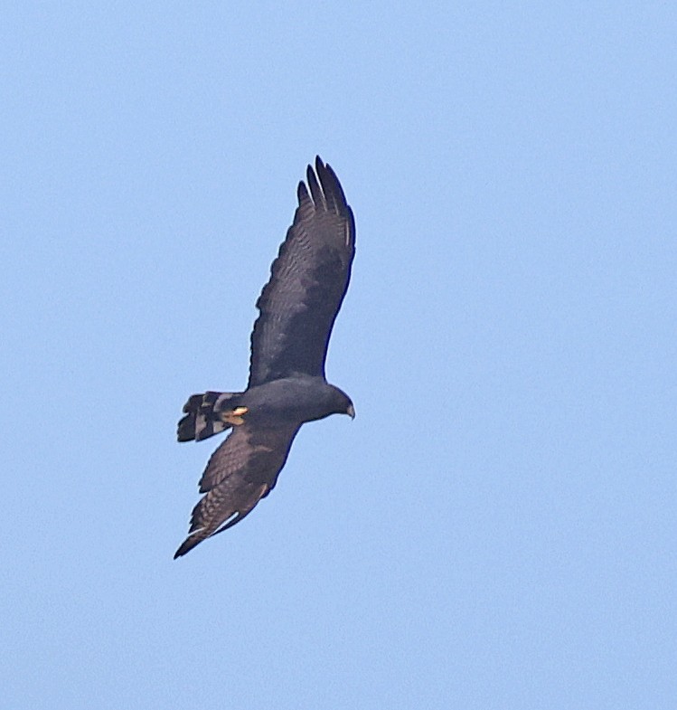 Zone-tailed Hawk - ML642836079