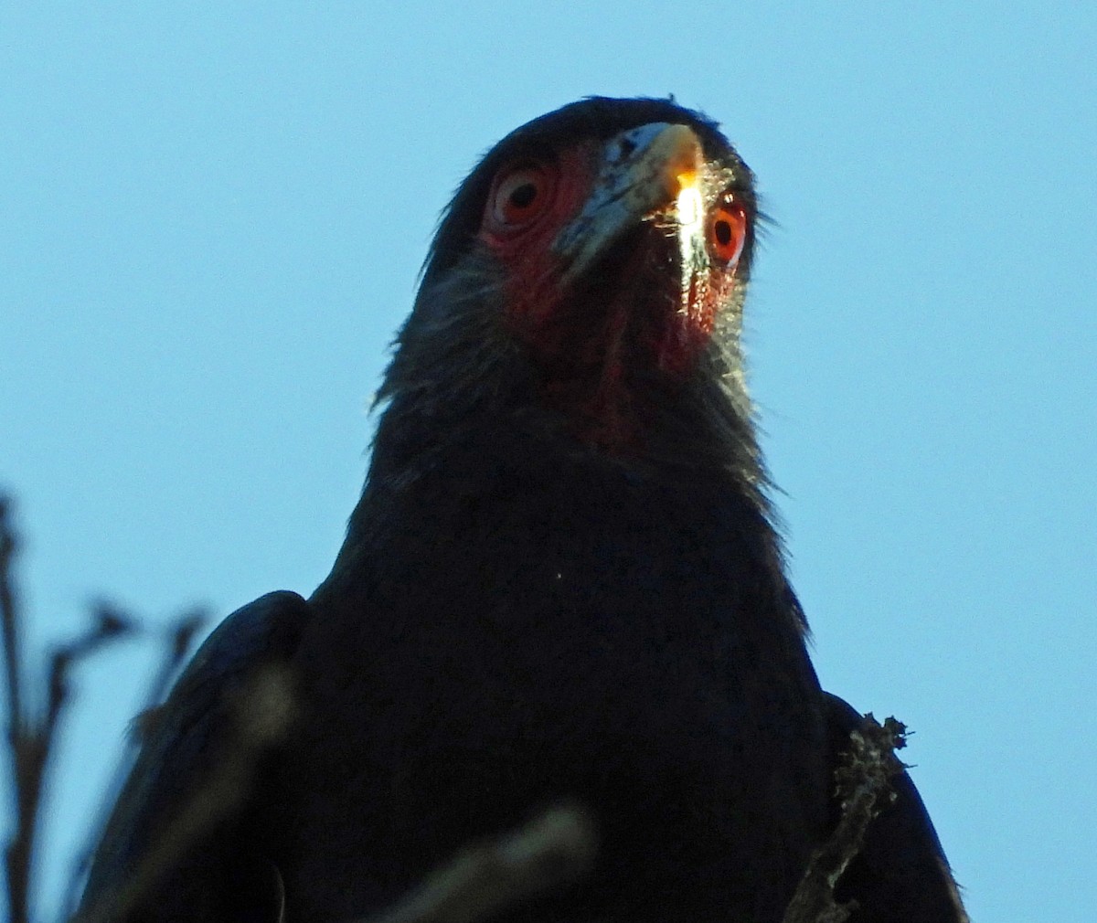 Red-throated Caracara - ML642836082
