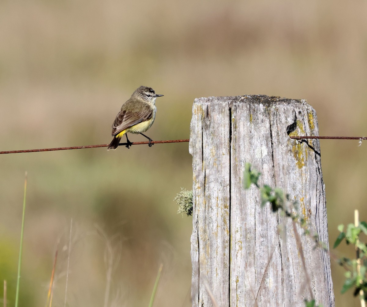 Yellow-rumped Thornbill - ML642836083