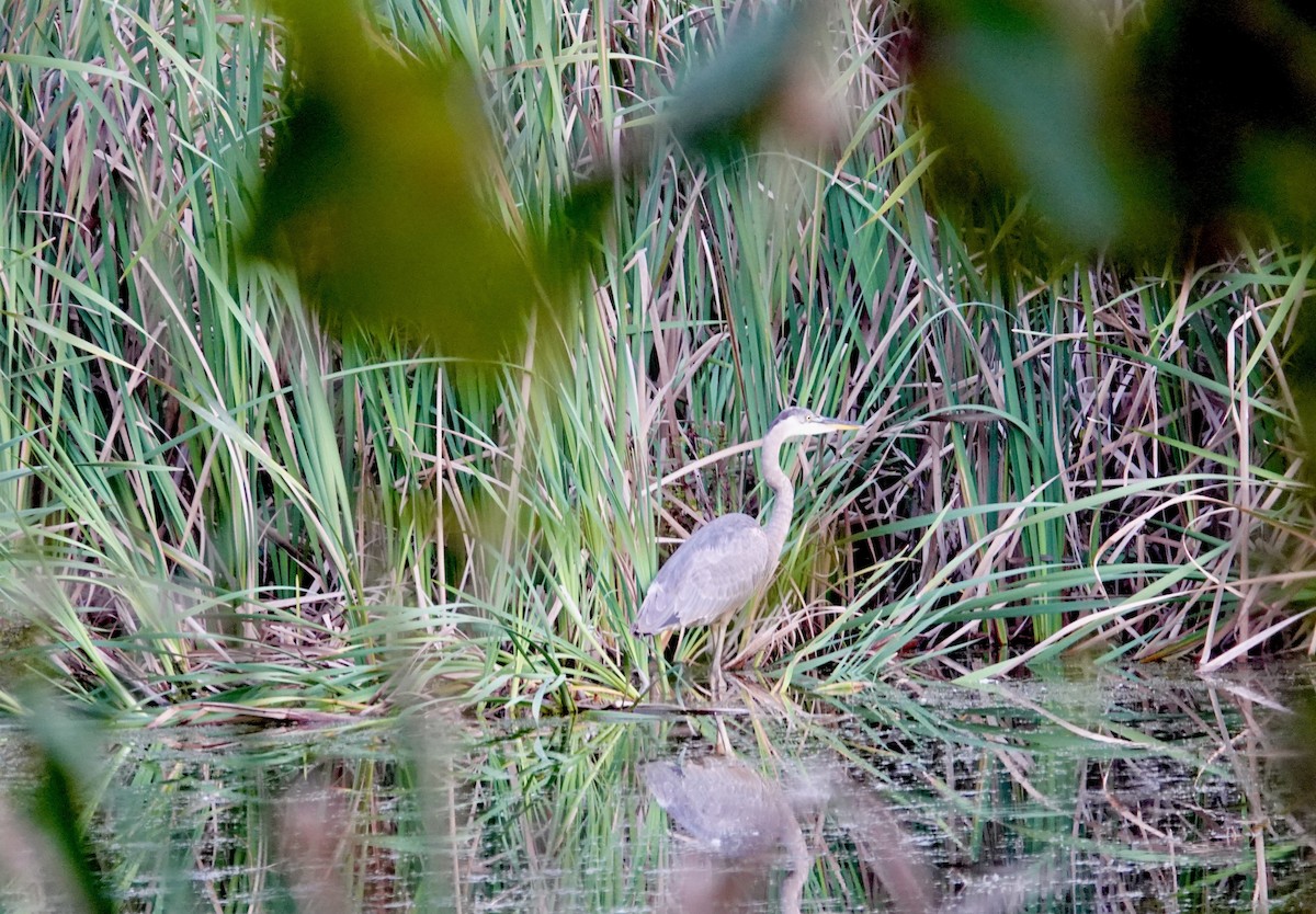Great Blue Heron - ML642836087