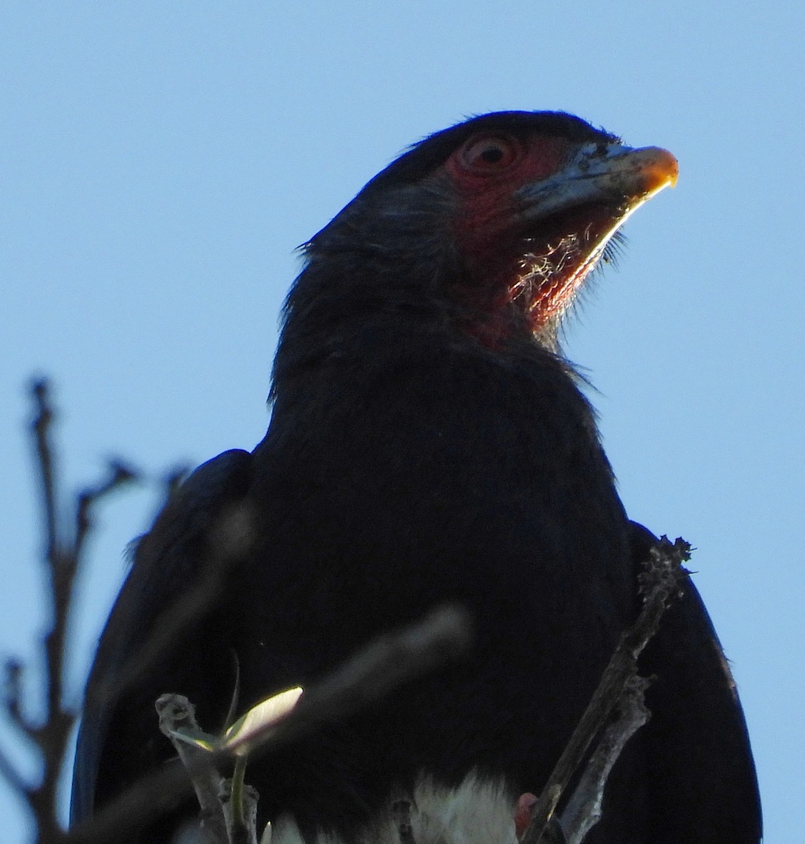 Red-throated Caracara - ML642836091