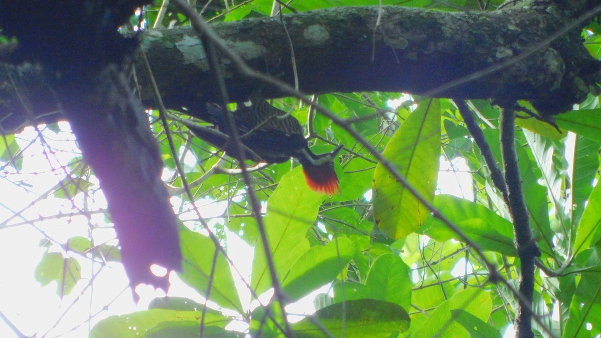 Lineated Woodpecker - ML642836092