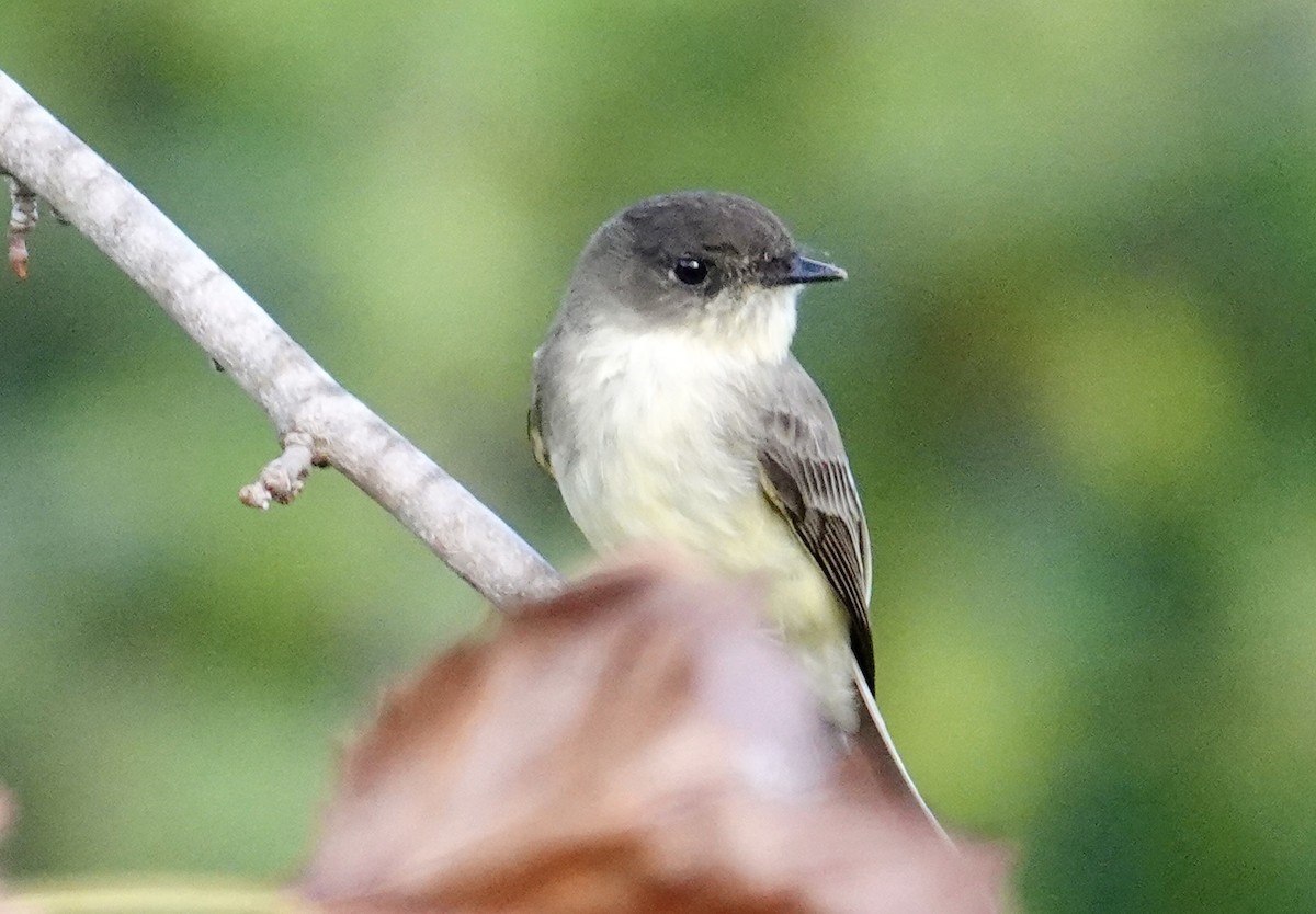 Eastern Phoebe - ML642836098