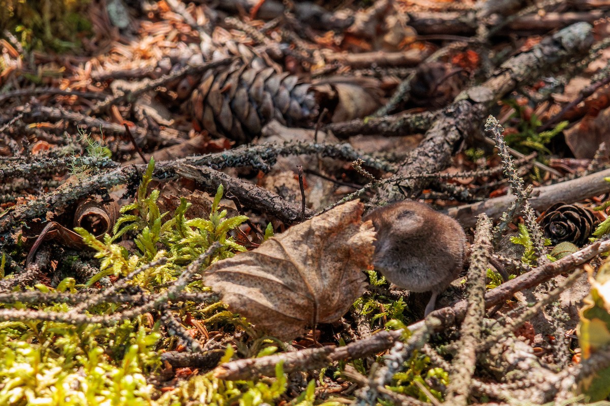 Masked Shrew - Benjamin  Lamb
