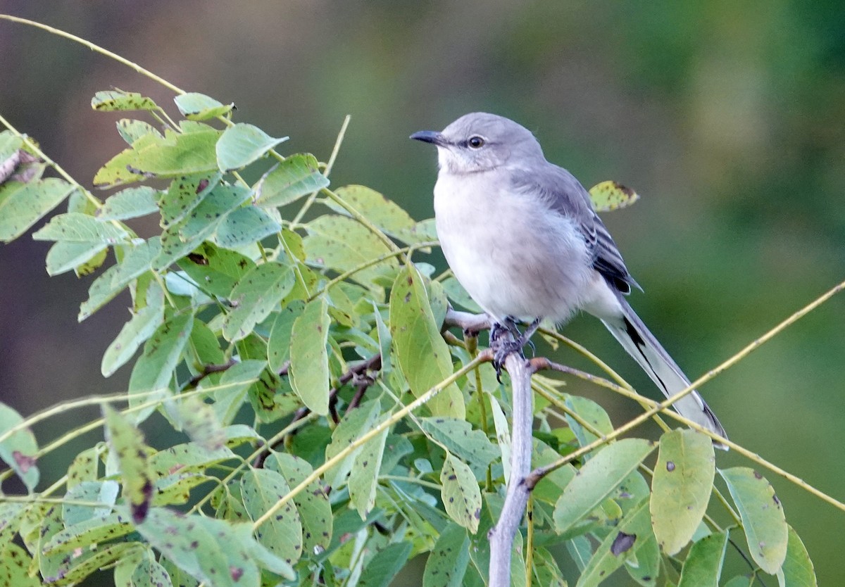 Northern Mockingbird - ML642836102