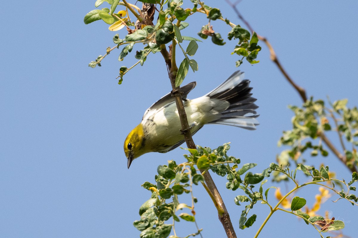 Black-throated Green Warbler - ML642836108