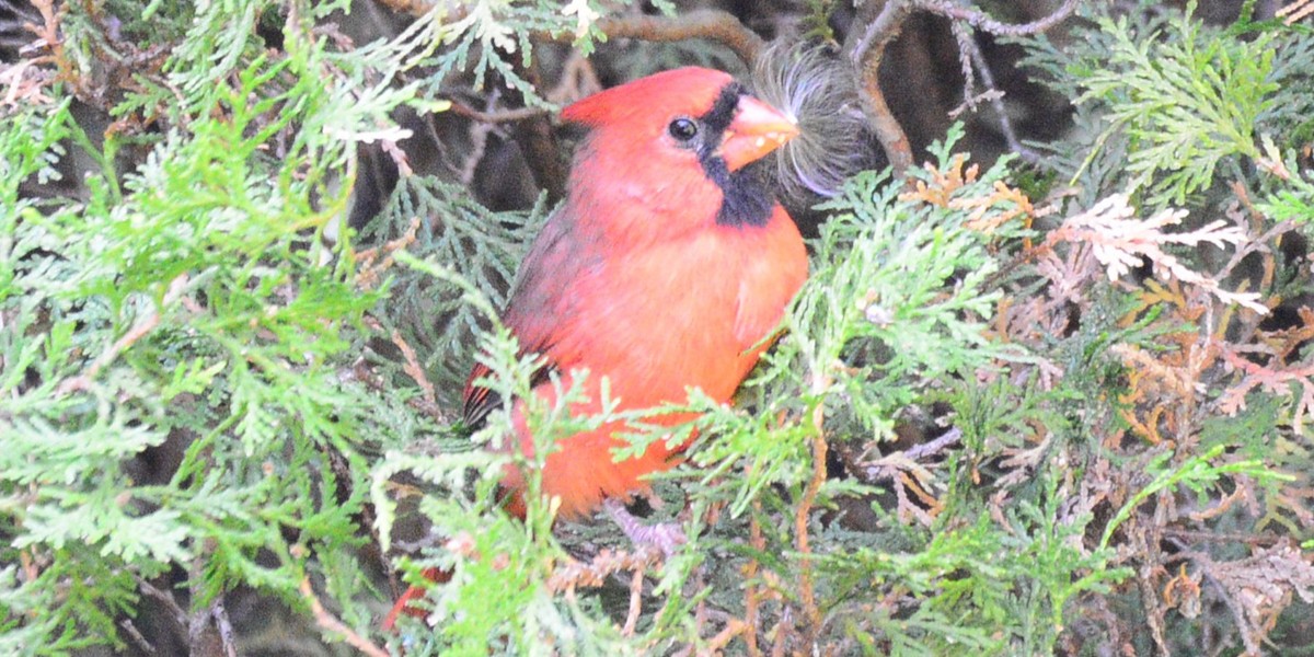 Cardinal rouge - ML642836109