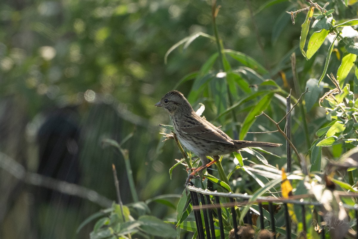 Lincoln's Sparrow - ML642836122