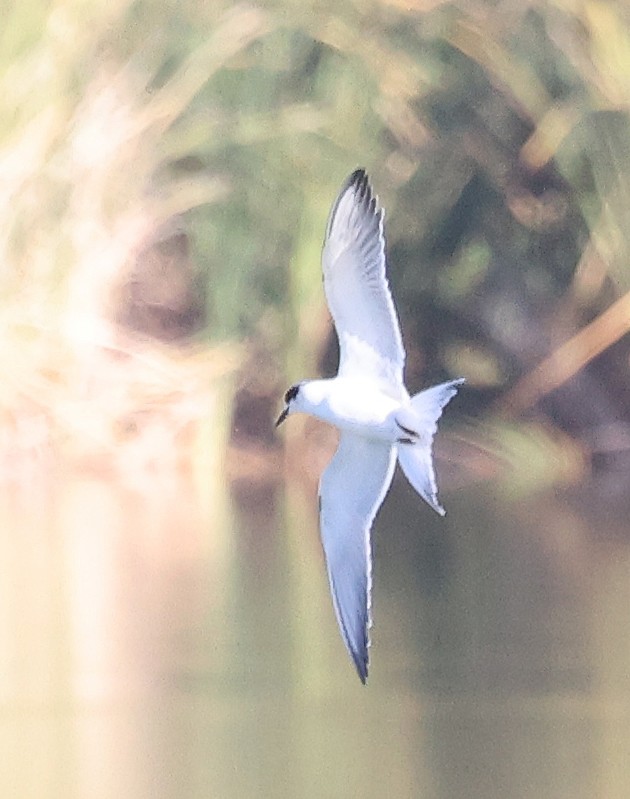 Forster's Tern - ML642836123