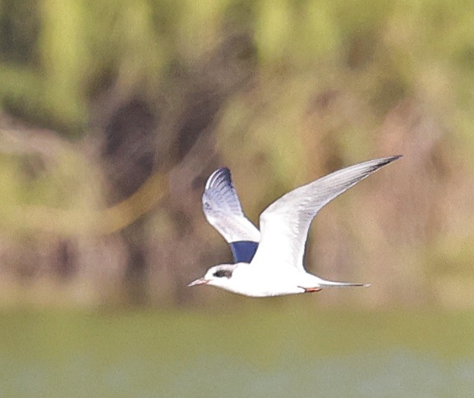 Forster's Tern - ML642836136