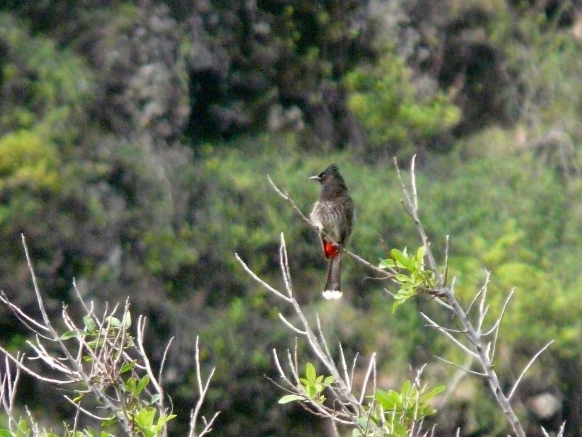 Bulbul à ventre rouge - ML642836141