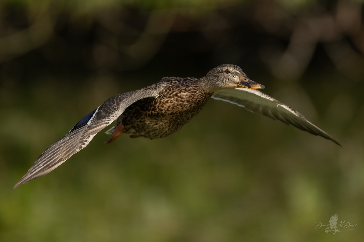 Mallard - ML642836155