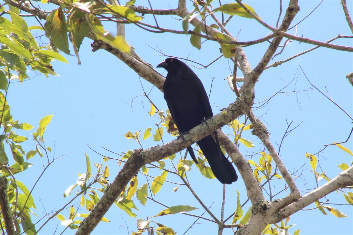 Giant Cowbird - ML642836161