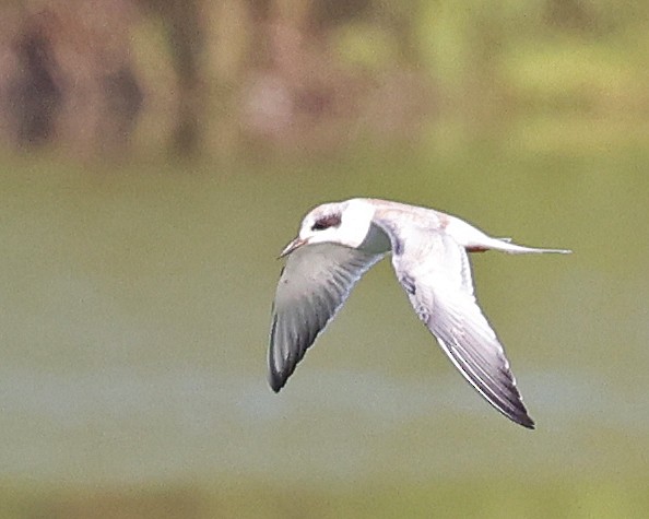Forster's Tern - ML642836162