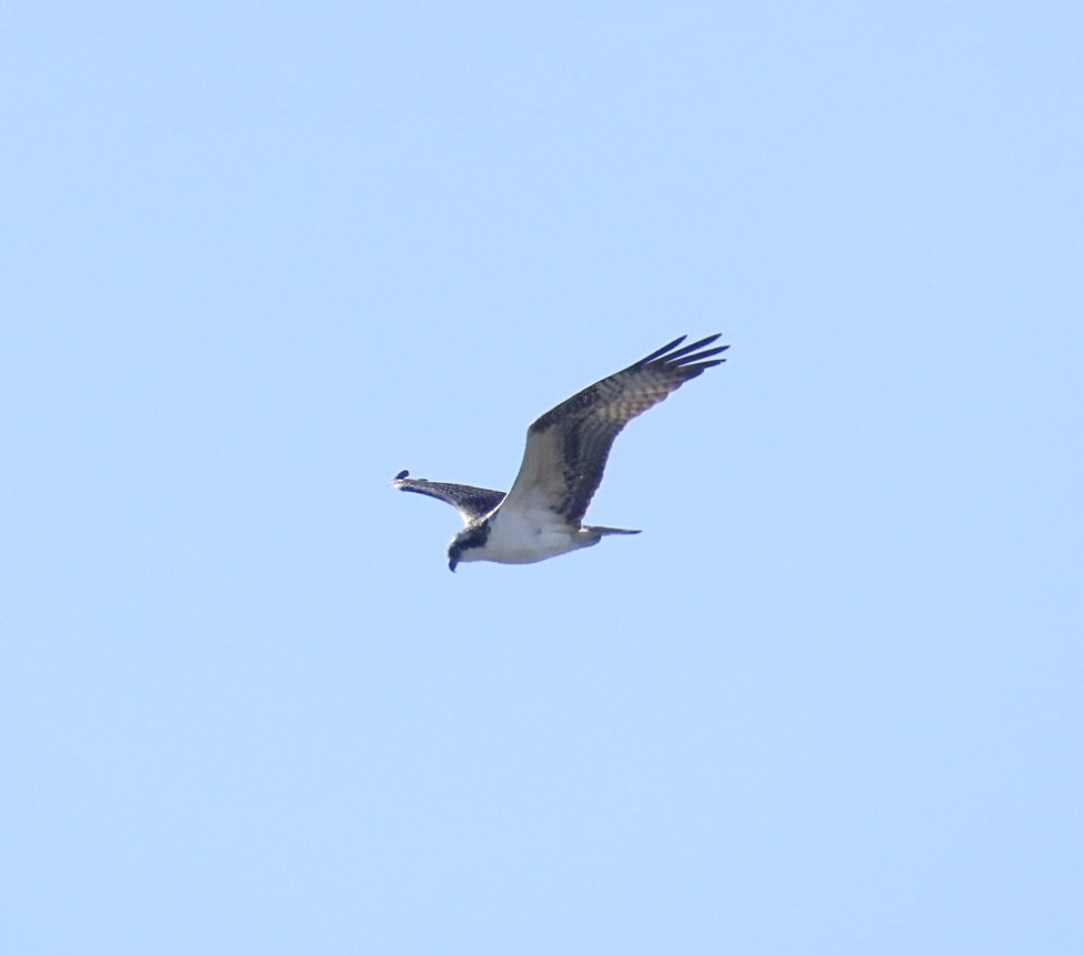 ミサゴ（carolinensis） - ML642836175