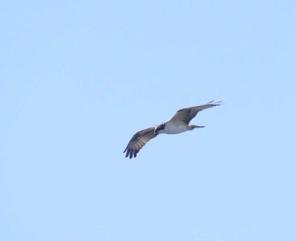 ミサゴ（carolinensis） - ML642836176