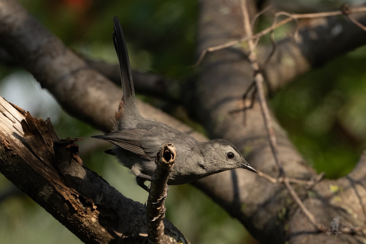 Gray Catbird - ML642836177