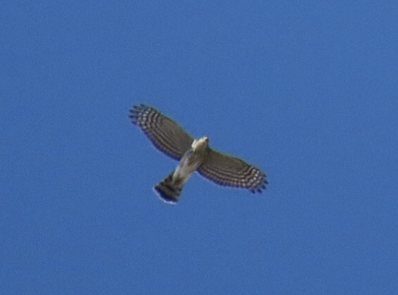 Sharp-shinned Hawk (Northern) - ML642836181