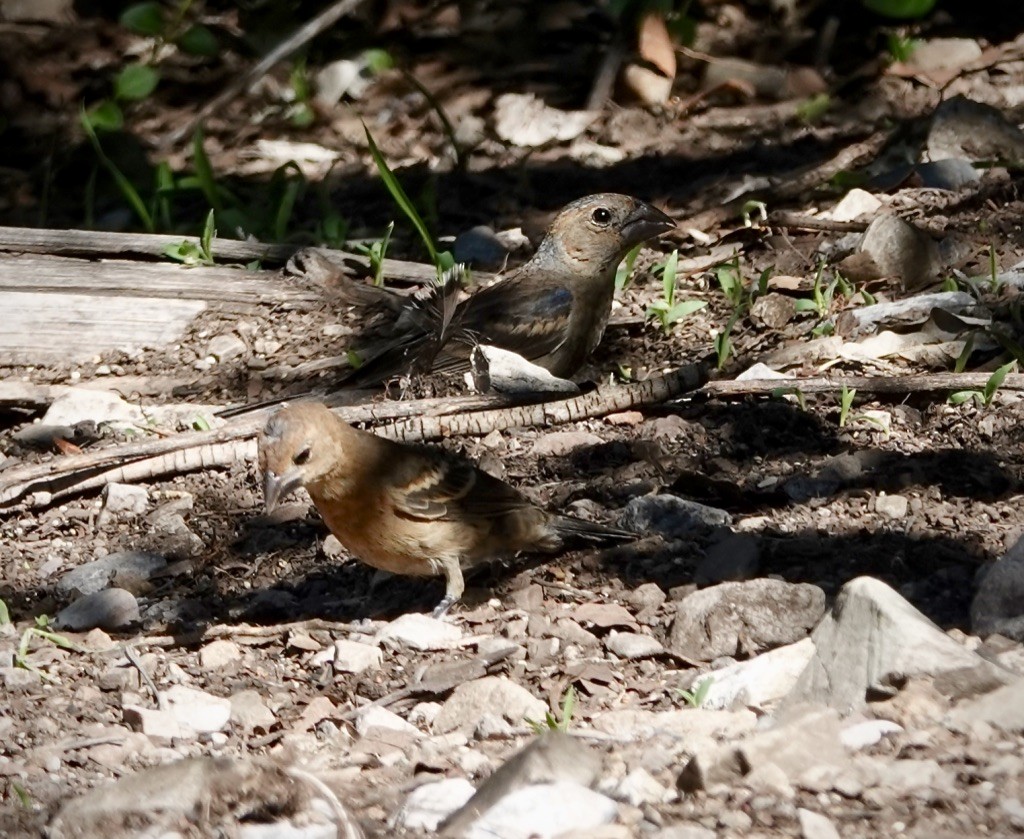 Blue Grosbeak - ML642836183