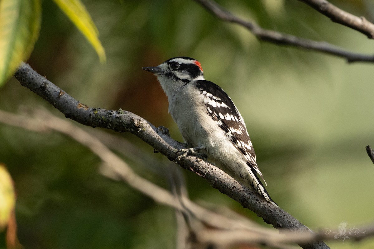Downy Woodpecker - ML642836186