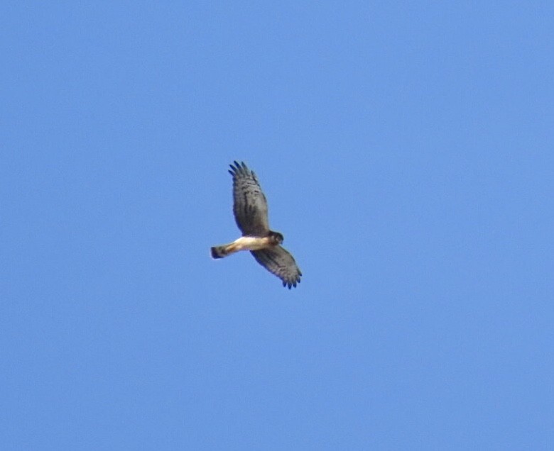 Northern Harrier - ML642836188