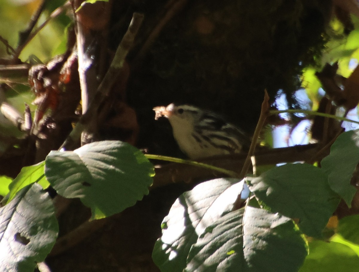 Black-and-white Warbler - ML642836191