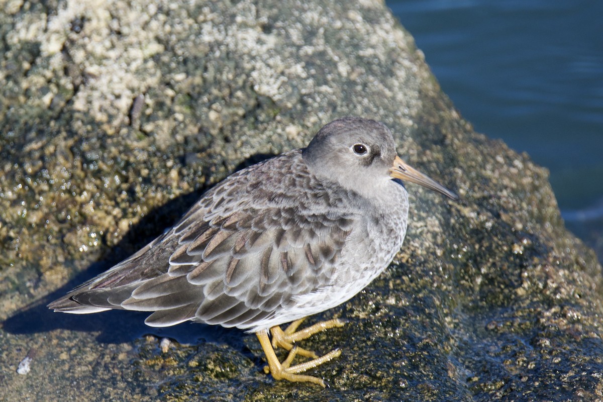 Meerstrandläufer - ML642836193