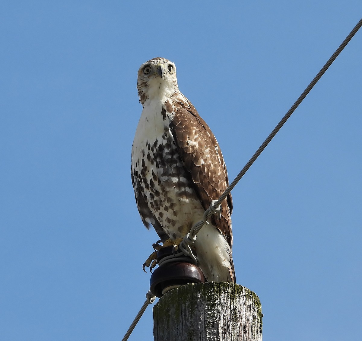 Red-tailed Hawk - ML642836194