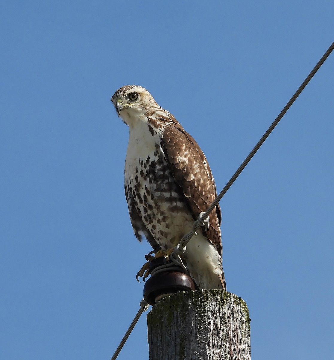Red-tailed Hawk - ML642836195