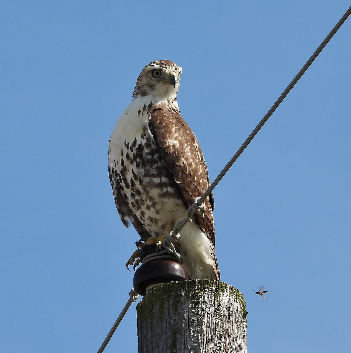 Red-tailed Hawk - ML642836196
