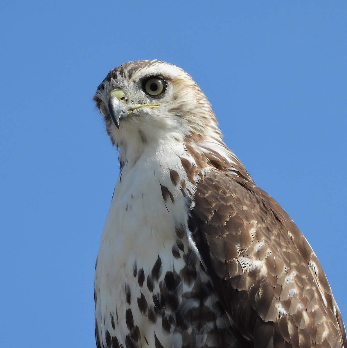 Red-tailed Hawk - ML642836197