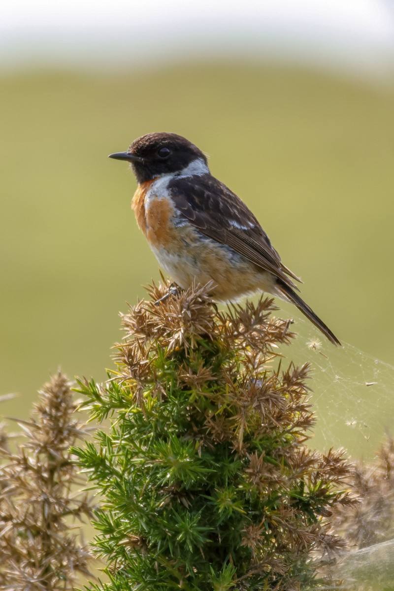 European Stonechat - ML642836198