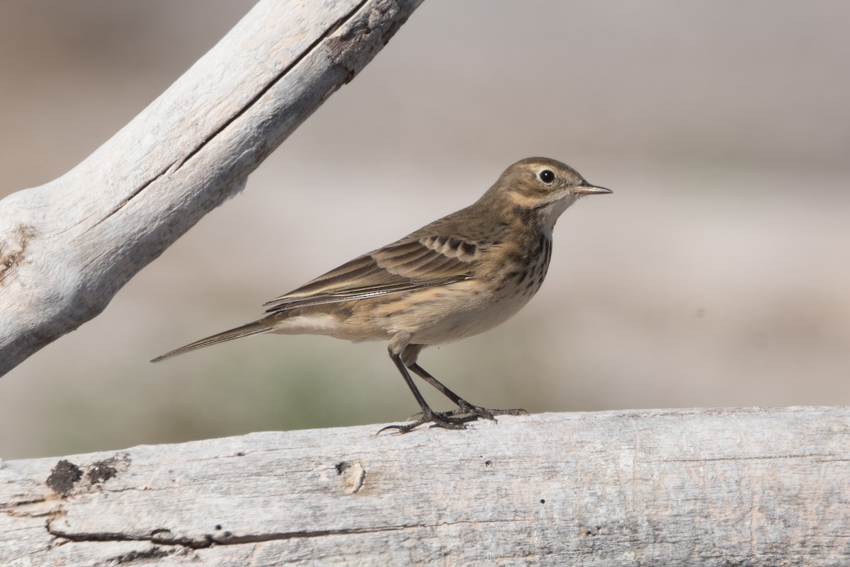 American Pipit - ML642836199
